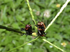 Taeniopoda varipennis