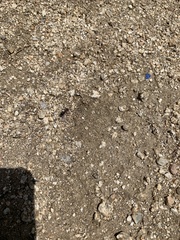 Pogonomyrmex rugosus