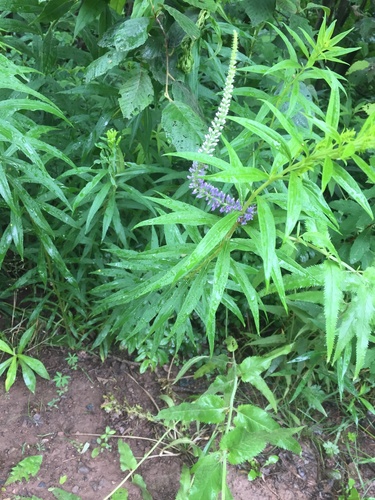 Veronica longifolia