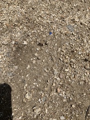 Pogonomyrmex rugosus