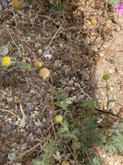 Pogonomyrmex rugosus