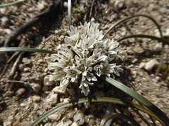 Allium simillimum