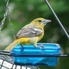 Baltimore Oriole photo 4