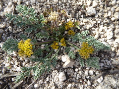 Lomatium foeniculaceum