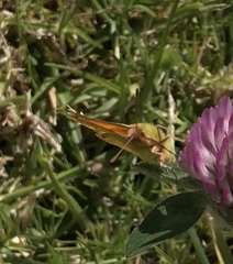 Colias dimera