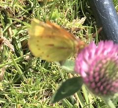 Colias dimera