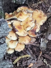 Hypholoma fasciculare
