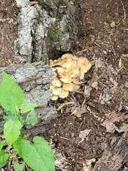 Hypholoma fasciculare