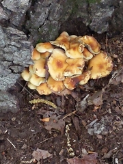 Hypholoma fasciculare