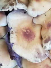 Hypholoma fasciculare