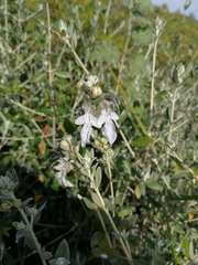 Teucrium fruticans