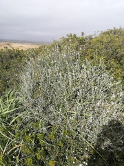 Teucrium fruticans