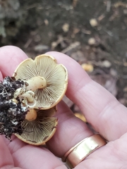 Hypholoma fasciculare