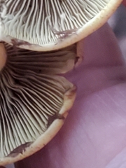 Hypholoma fasciculare