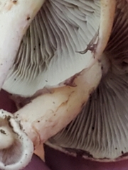 Hypholoma fasciculare