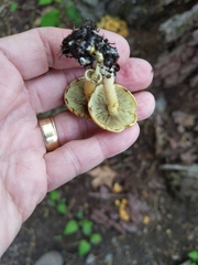 Hypholoma fasciculare