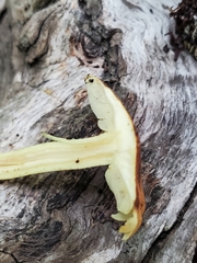 Hypholoma fasciculare