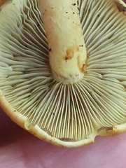 Hypholoma fasciculare
