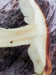 Hypholoma fasciculare