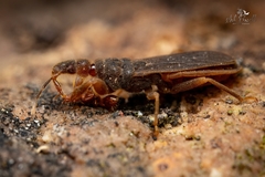 Enicocephalidae