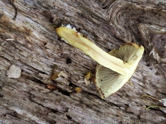 Hypholoma fasciculare