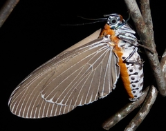Aganainae
