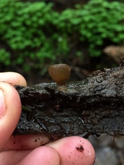 Peziza oliviae