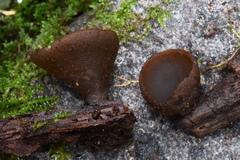 Peziza oliviae