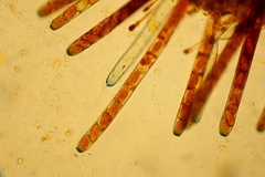 Peziza oliviae