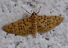Conogethes