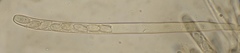 Peziza oliviae