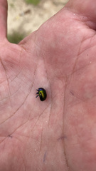 Chrysolina auripennis