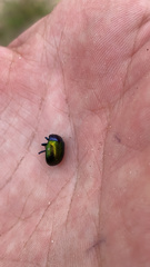 Chrysolina auripennis
