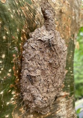 Metapolybia
