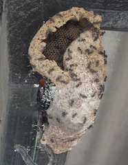 Metapolybia