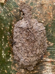 Metapolybia