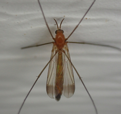 Keroplatus