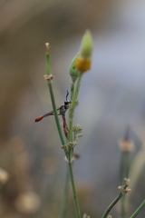 Ammophila