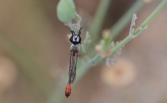 Ammophila