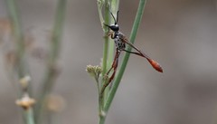 Ammophila