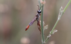 Ammophila