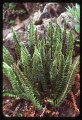 Polystichum kruckebergii