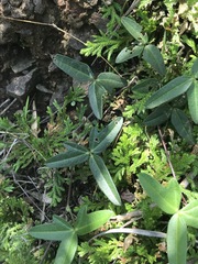 Macroptilium gibbosifolium