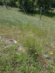 Stipa lagascae