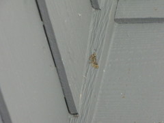 Eupithecia interruptofasciata