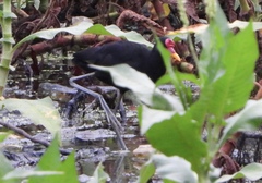 Jacana jacana hypomelaena