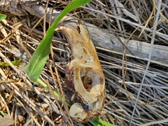 Sylvilagus palustris