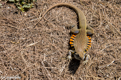 Leiolepis belliana