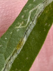 Liriomyza brassicae