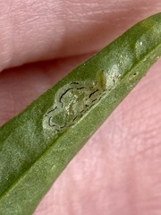 Liriomyza brassicae